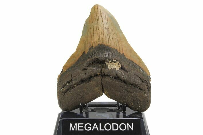 Fossil Megalodon Tooth - Huge NC Meg #298803